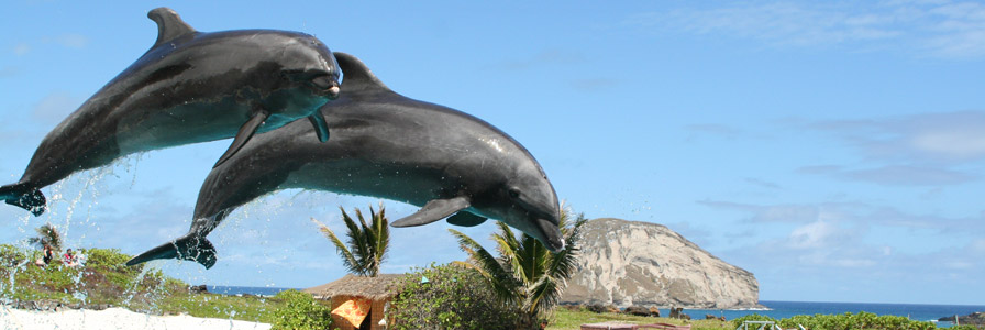 Sea Life Park Dolphin Interactions