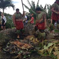 freshly cooked pig for an oahu luau
