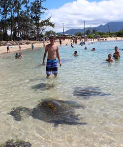 oahu circle island tour with turtle in shallow water