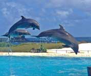 dolphin show at sea life park hawaii
