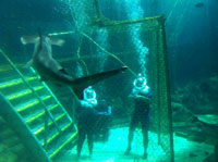 swim with sharks at sea life park in hawaii