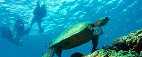turtle with snorkelers above it in oahu hawaii